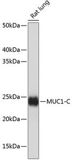 MUC1 Antibody in Western Blot (WB)