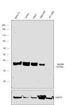 MyD88 Antibody