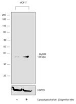 MyD88 Antibody