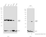 MyD88 Antibody in Western Blot (WB)