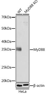 MyD88 Antibody in Western Blot (WB)