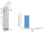 NEFM Antibody in Western Blot (WB)