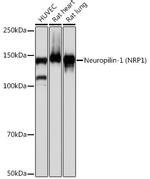 Neuropilin-1 Antibody in Western Blot (WB)