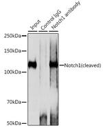 NOTCH1 Antibody in Immunoprecipitation (IP)