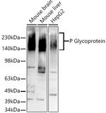 P glycoprotein Antibody in Western Blot (WB)