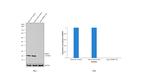 DJ-1 Antibody in Western Blot (WB)