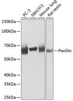 Paxillin Antibody in Western Blot (WB)