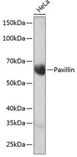 Paxillin Antibody in Western Blot (WB)