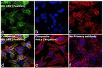 PGP9.5 Antibody in Immunocytochemistry (ICC/IF)