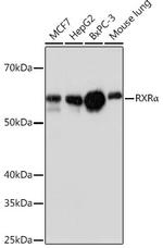 RXRA Antibody in Western Blot (WB)