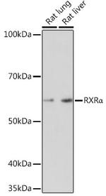 RXRA Antibody in Western Blot (WB)