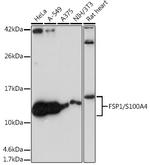 S100A4 Antibody in Western Blot (WB)