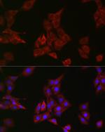 SHP2 Antibody in Immunocytochemistry (ICC/IF)