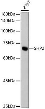 SHP2 Antibody in Western Blot (WB)