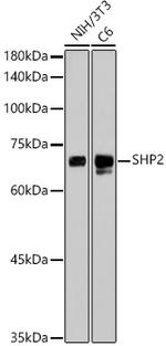 SHP2 Antibody in Western Blot (WB)