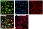 SMAD3 Antibody in Immunocytochemistry (ICC/IF)