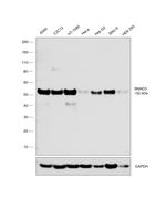 SMAD3 Antibody in Western Blot (WB)