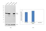 SMAD3 Antibody in Western Blot (WB)