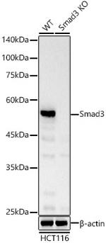 SMAD3 Antibody in Western Blot (WB)