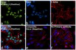 SOX2 Antibody