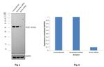 SOX2 Antibody in Western Blot (WB)