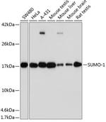 SUMO1 Antibody in Western Blot (WB)