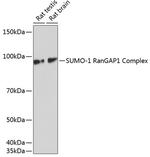 SUMO1 Antibody in Western Blot (WB)