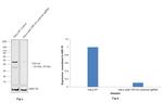 TDP-43 Antibody in Western Blot (WB)