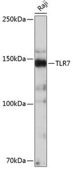 TLR7 Antibody in Western Blot (WB)