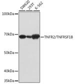 TNFR2 Antibody in Western Blot (WB)