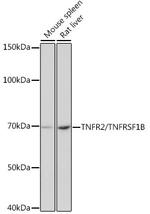 TNFR2 Antibody in Western Blot (WB)