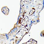 Transferrin Antibody in Immunohistochemistry (Paraffin) (IHC (P))