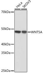 WNT5A Antibody in Western Blot (WB)