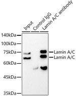 Lamin A/C Antibody in Immunoprecipitation (IP)