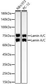 Lamin A/C Antibody in Western Blot (WB)