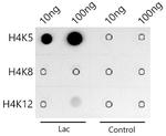 H4K5ac Antibody in Dot Blot (DB)