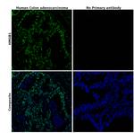 HMGB1 Antibody in Immunohistochemistry (Paraffin) (IHC (P))