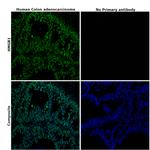 HMGB1 Antibody in Immunohistochemistry (Paraffin) (IHC (P))