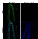 HMGB1 Antibody in Immunohistochemistry (Paraffin) (IHC (P))