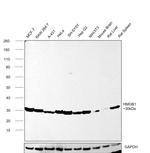 HMGB1 Antibody in Western Blot (WB)