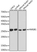 HMGB1 Antibody in Western Blot (WB)