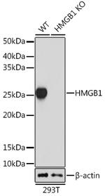 HMGB1 Antibody in Western Blot (WB)