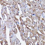 Prohibitin Antibody in Immunohistochemistry (Paraffin) (IHC (P))