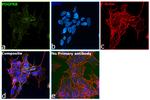 PDGFRB Antibody in Immunocytochemistry (ICC/IF)