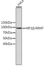 HIF-1 beta Antibody in Western Blot (WB)