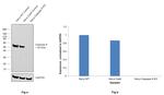 Caspase 8 Antibody