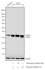 Caspase 6 Antibody in Western Blot (WB)