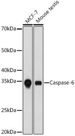 Caspase 6 Antibody in Western Blot (WB)