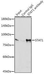 STAT1 Antibody in Immunoprecipitation (IP)