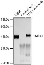 MEK1 Antibody in Immunoprecipitation (IP)